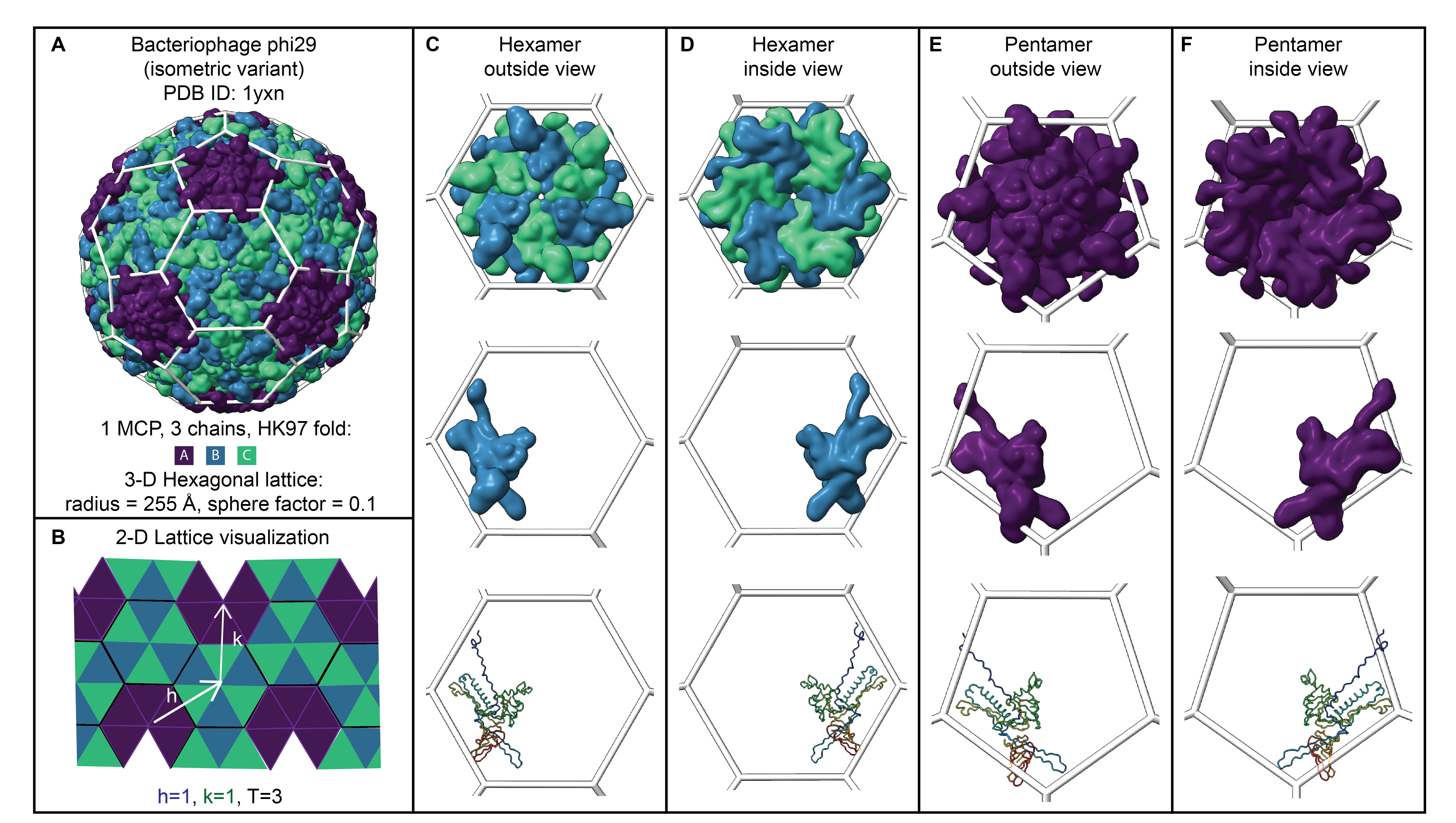 Bacteriophage phi29 (isometric variant