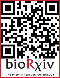 Small viruses reveal bidirectional evolution between HK97-fold viruses and encapsulins via procapsids